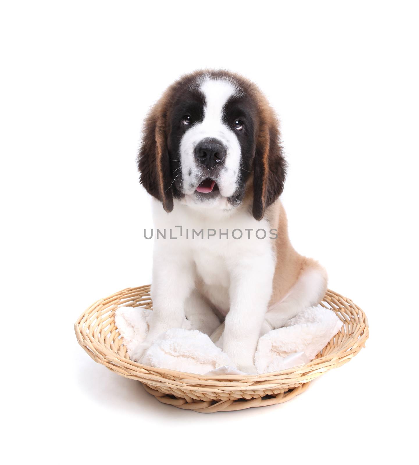 Happy Cute Saint Bernard Puppy Dog on White