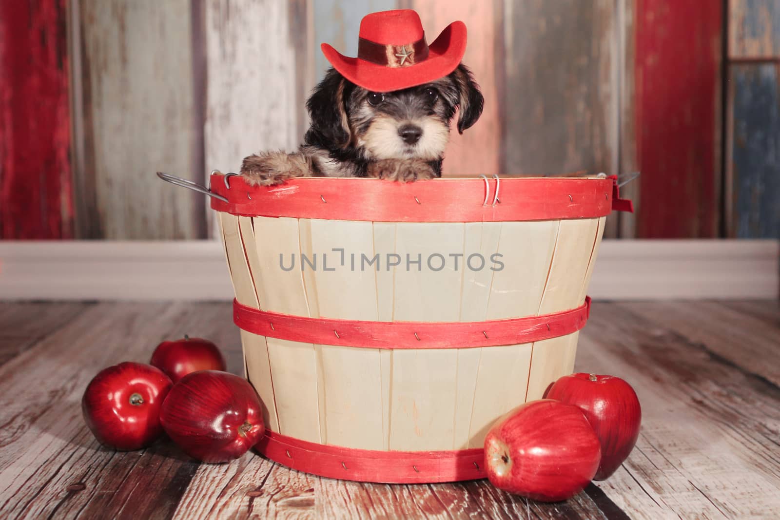 Teacup Yorkie Puppy in Adorable Backdrops and Prop for Calendar or Cards