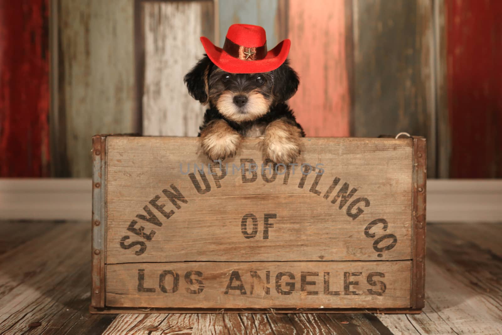 Cute Teacup Yorkie Puppy in Adorable Backdrops and Prop for Cale by tobkatrina