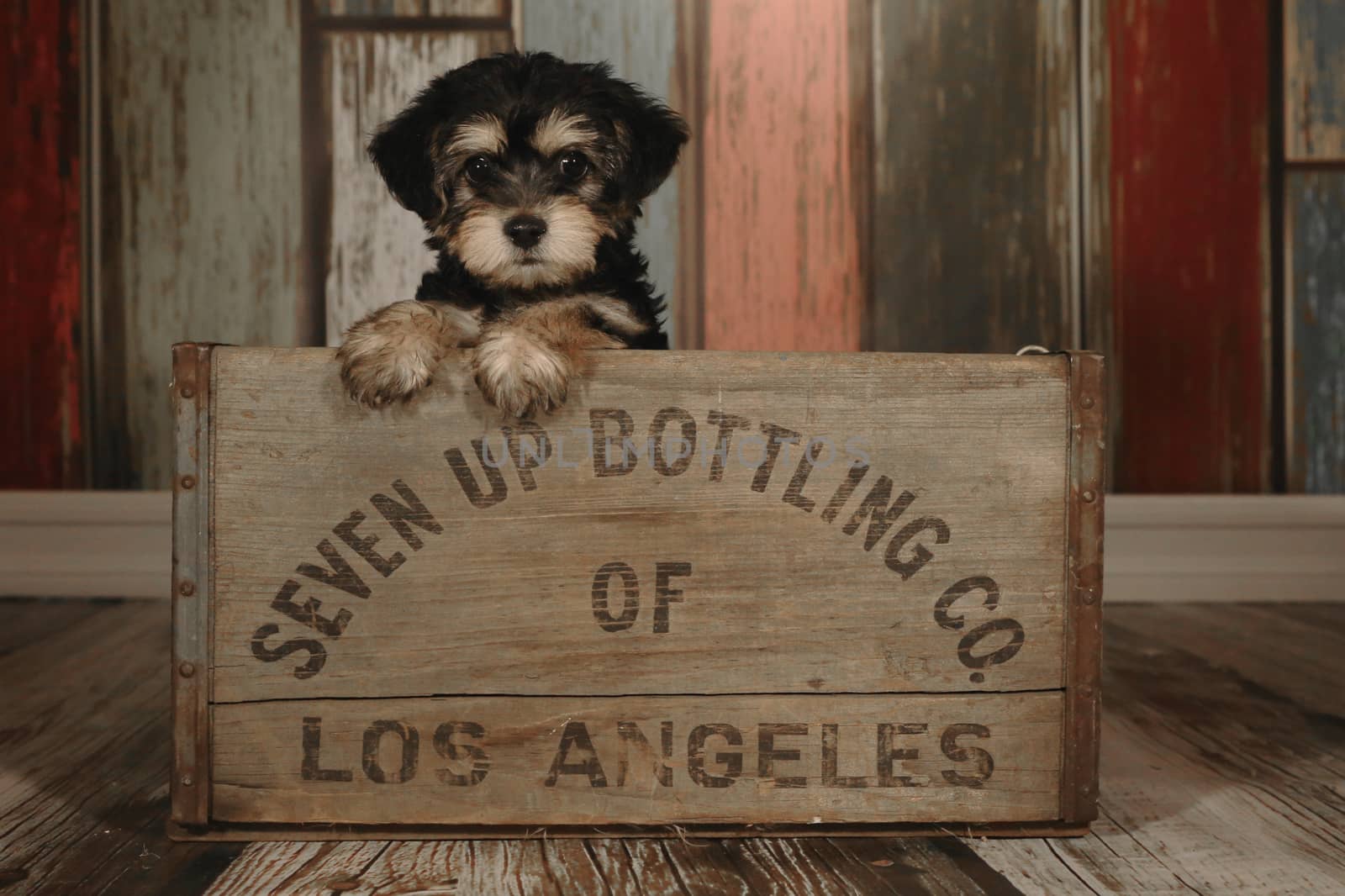 Teacup Yorkie Puppy in Adorable Backdrops and Prop for Calendar or Cards