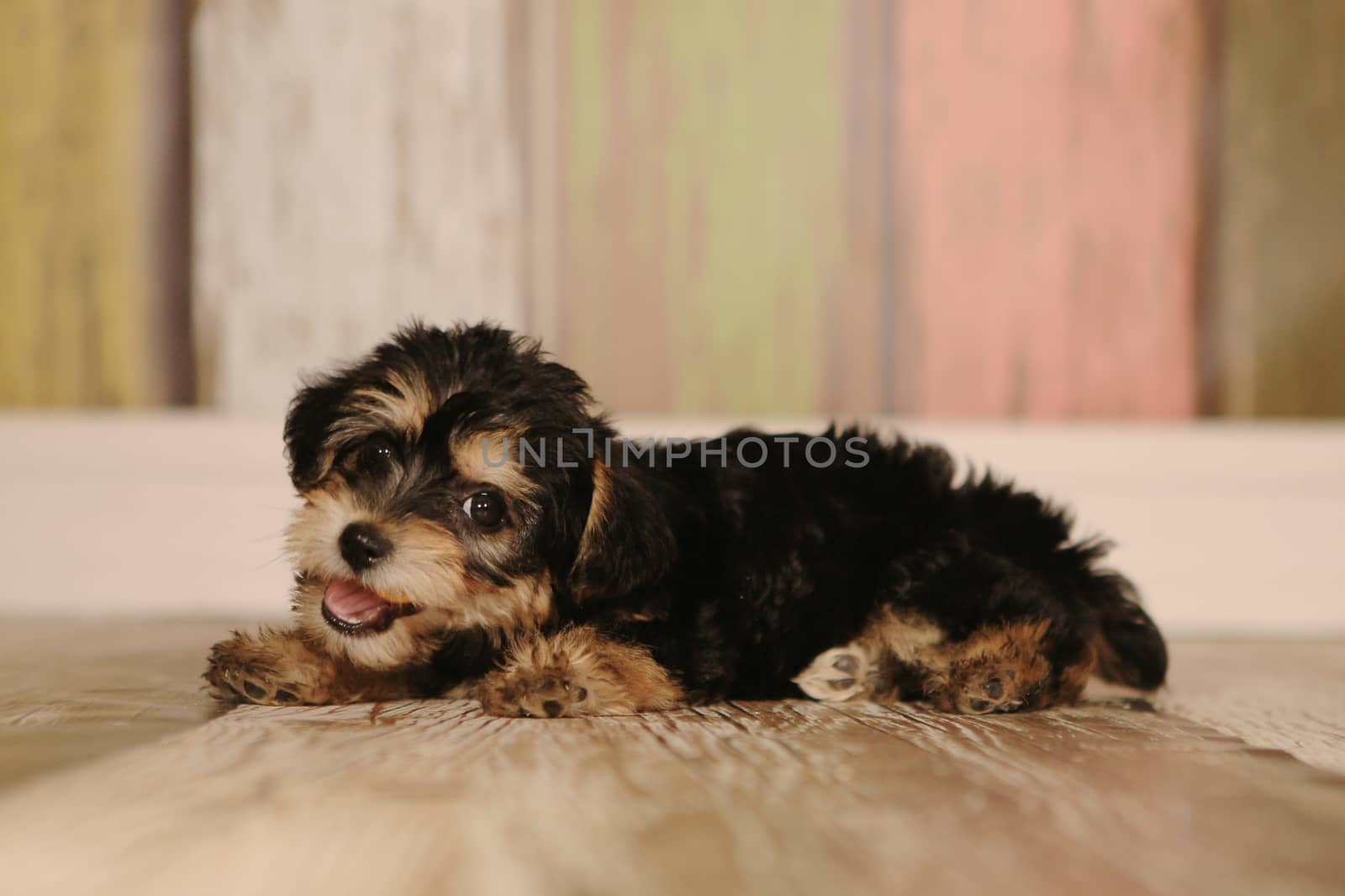 Cute Teacup Yorkie Puppy in Adorable Backdrops and Prop for Cale by tobkatrina