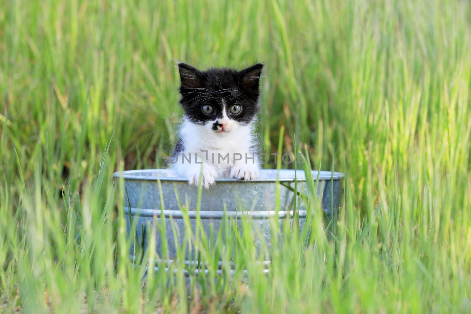 Kitten Outdoors in Green Tall Grass on a Sunny Day by tobkatrina