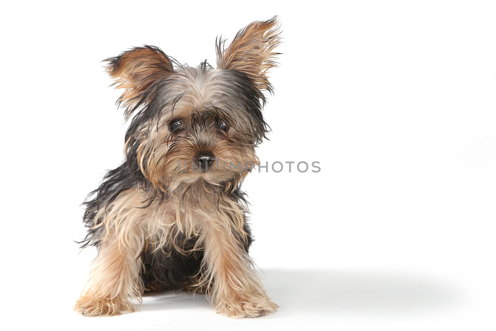 Adorable Teacup Yorkshire Terrier on White Background