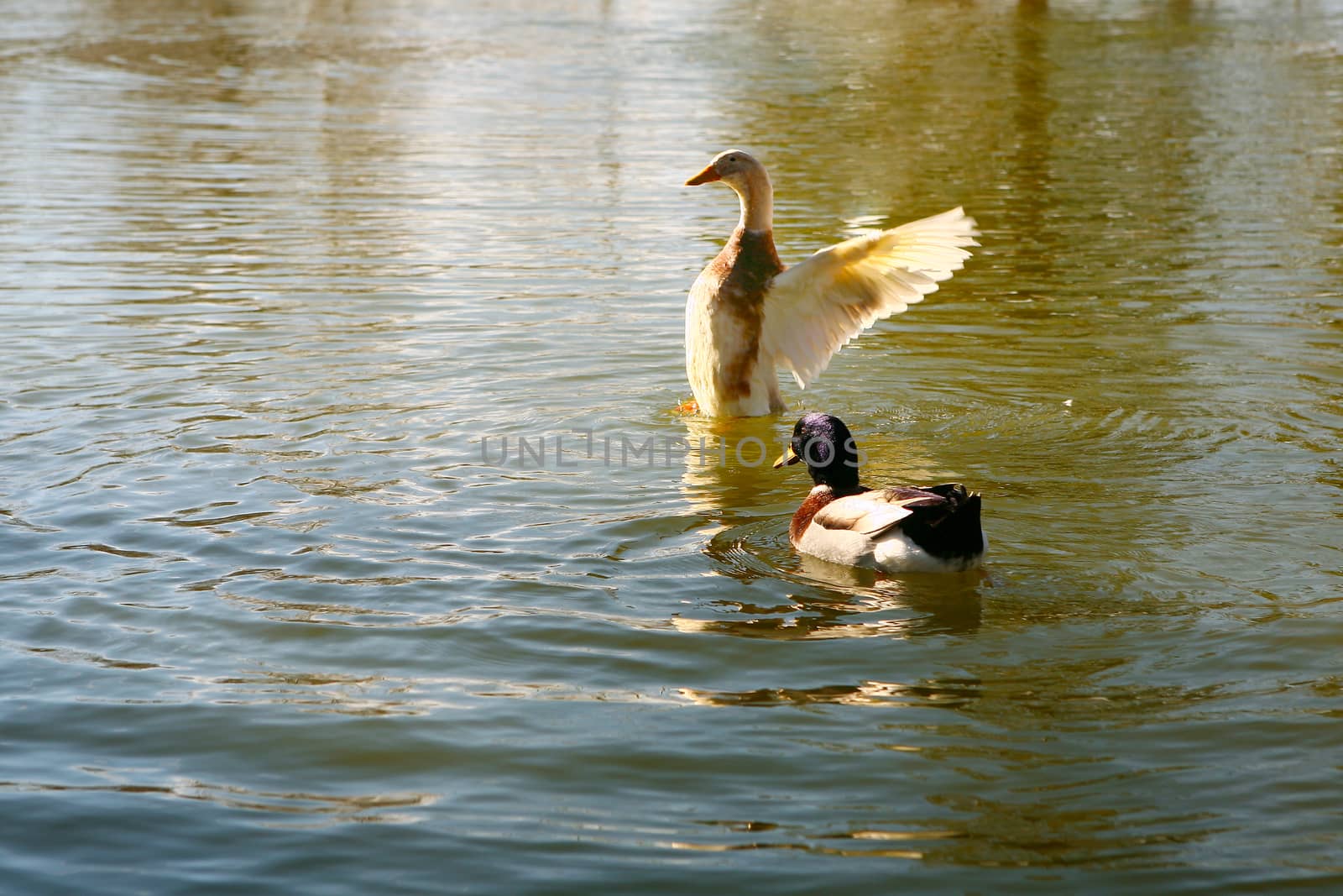 Duck Flapping on the Water Surface