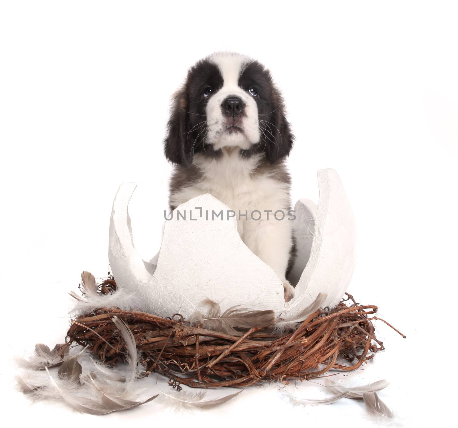 Young Saint Bernard Puppy on White Background by tobkatrina