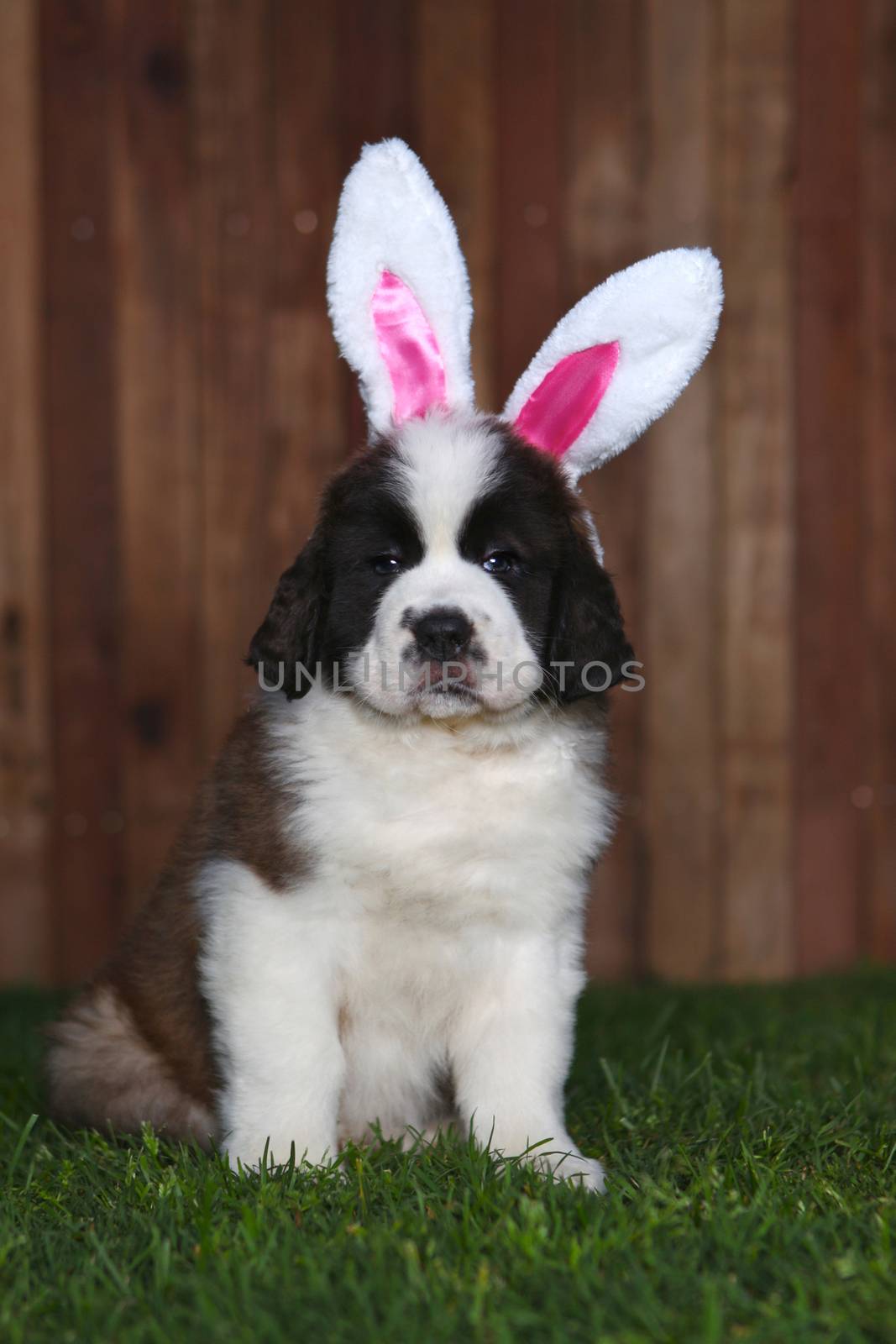 Easter Themed Saint Bernard Puppy Portrait by tobkatrina