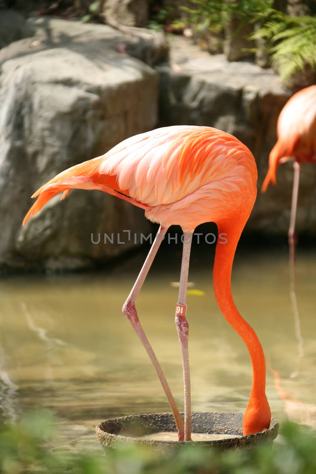 Eating Flamingo by tobkatrina
