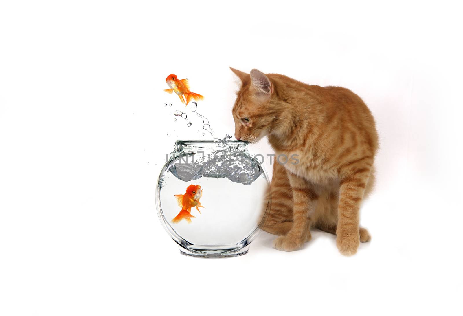 Humorous Image of a Cat Watching Goldfish Escape Their Bowl