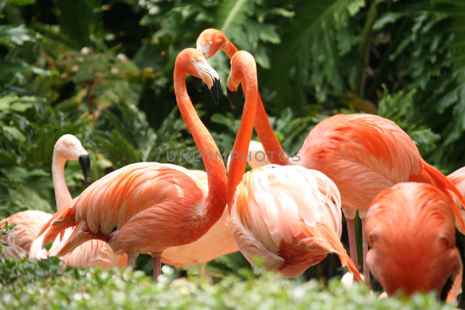 Group of Orange Beautifully Feathered Flamingo Birds