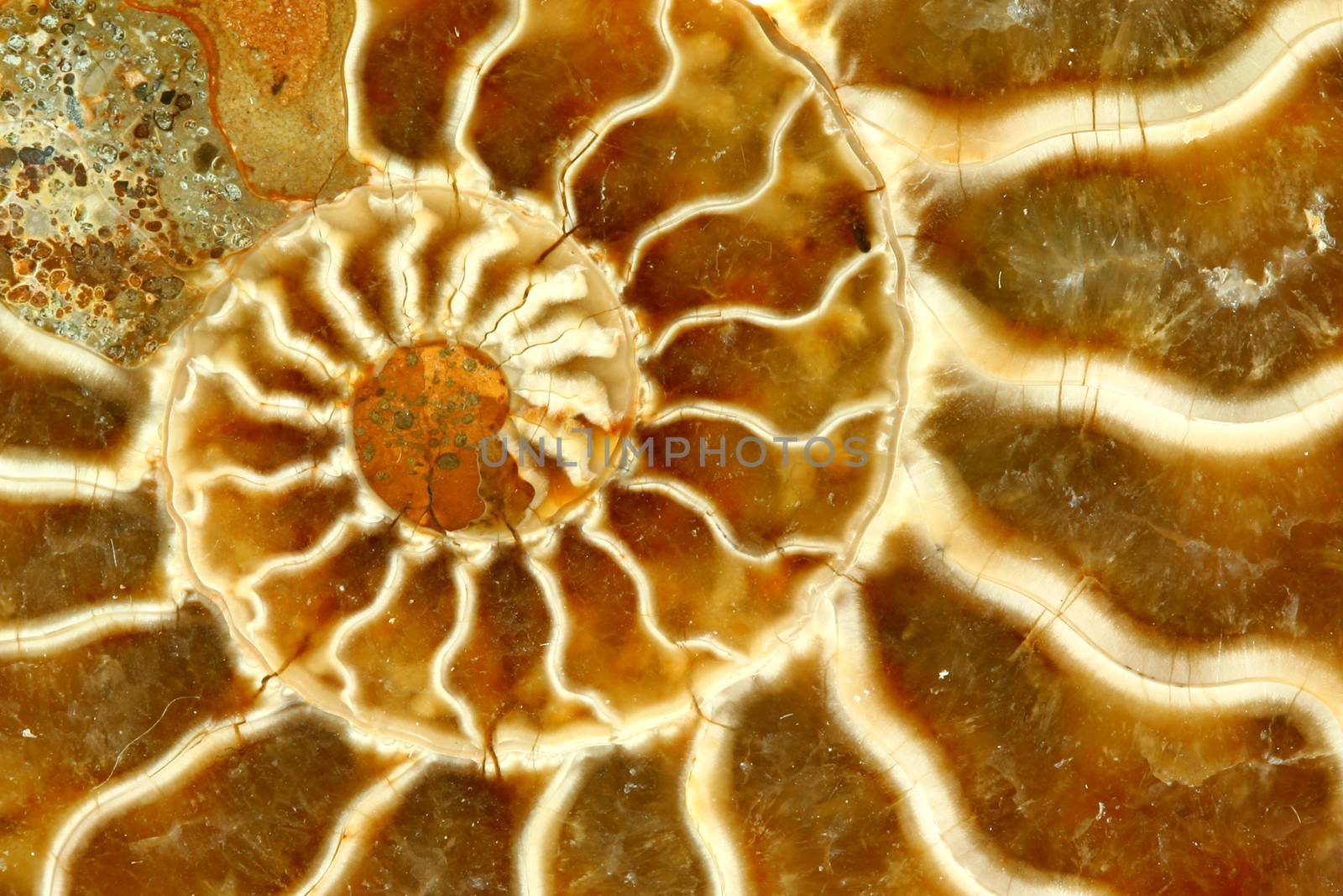 Macro Close-up of a Nautilus Fossil