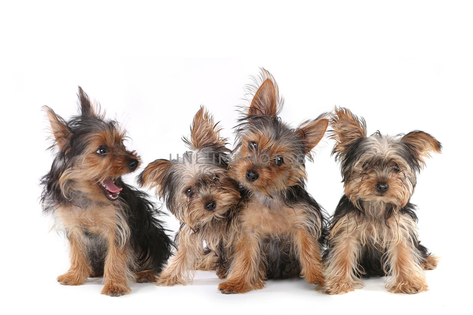 Yorkshire Terrier Puppies Sitting on White Background   by tobkatrina