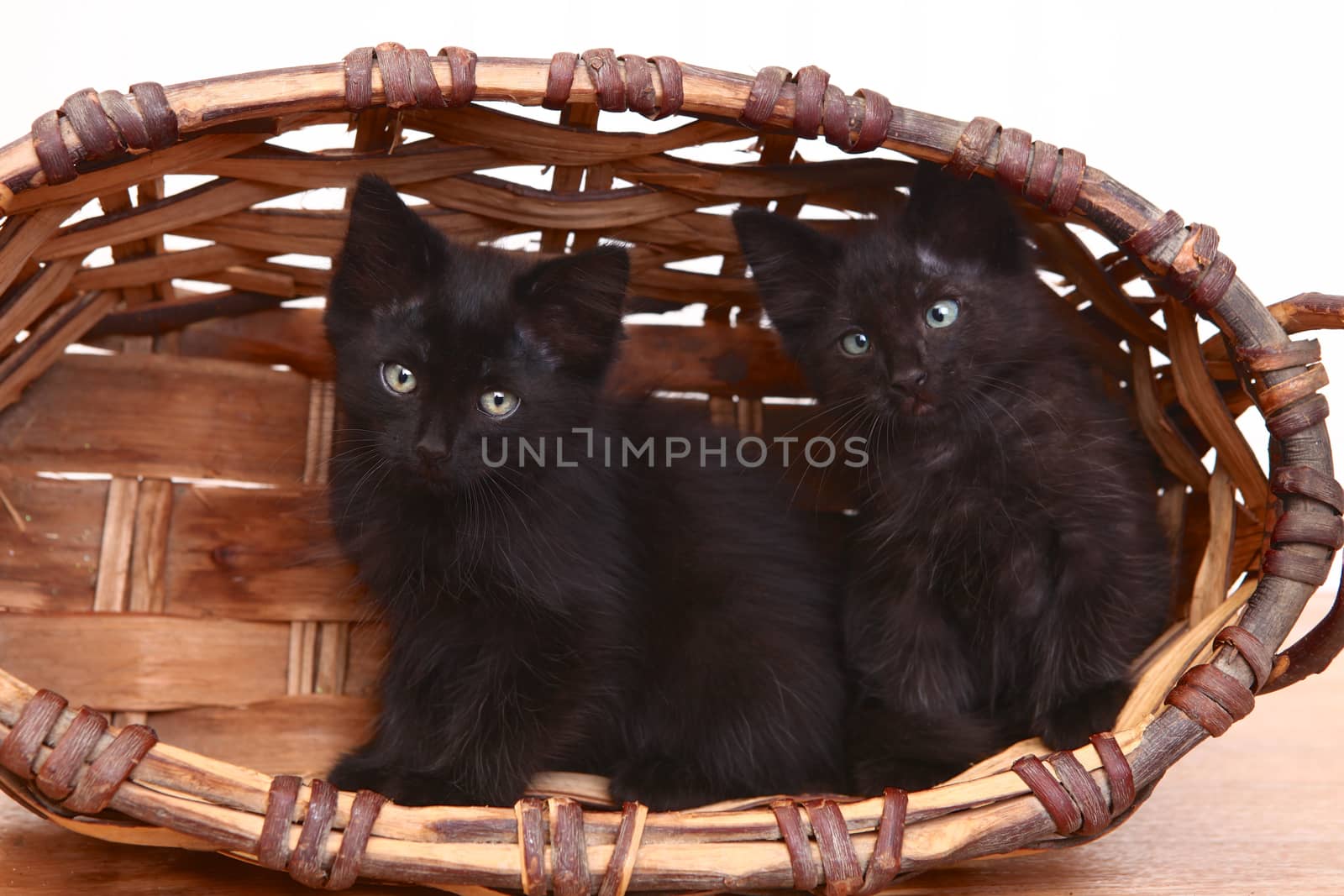 Curious Kittens Inside a Basket on White by tobkatrina