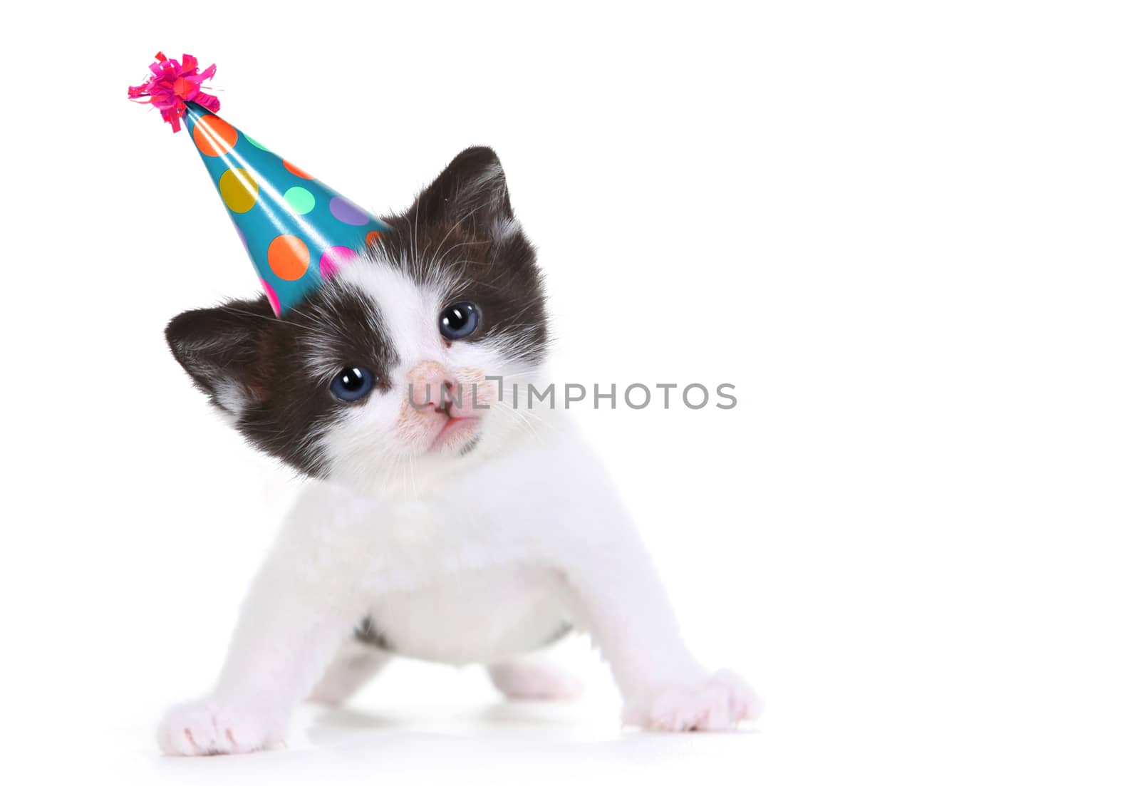 Kitten Portrait in Studio on White Background by tobkatrina