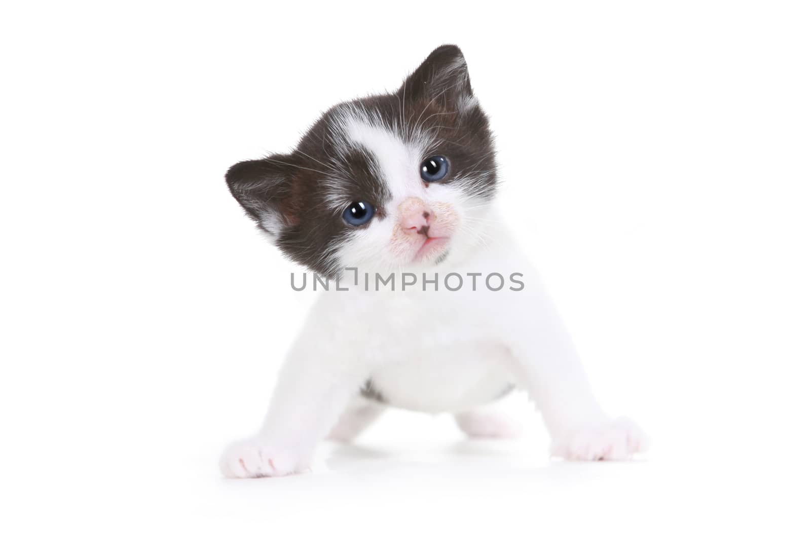 Cute Little Kitten Portrait in Studio on White Background