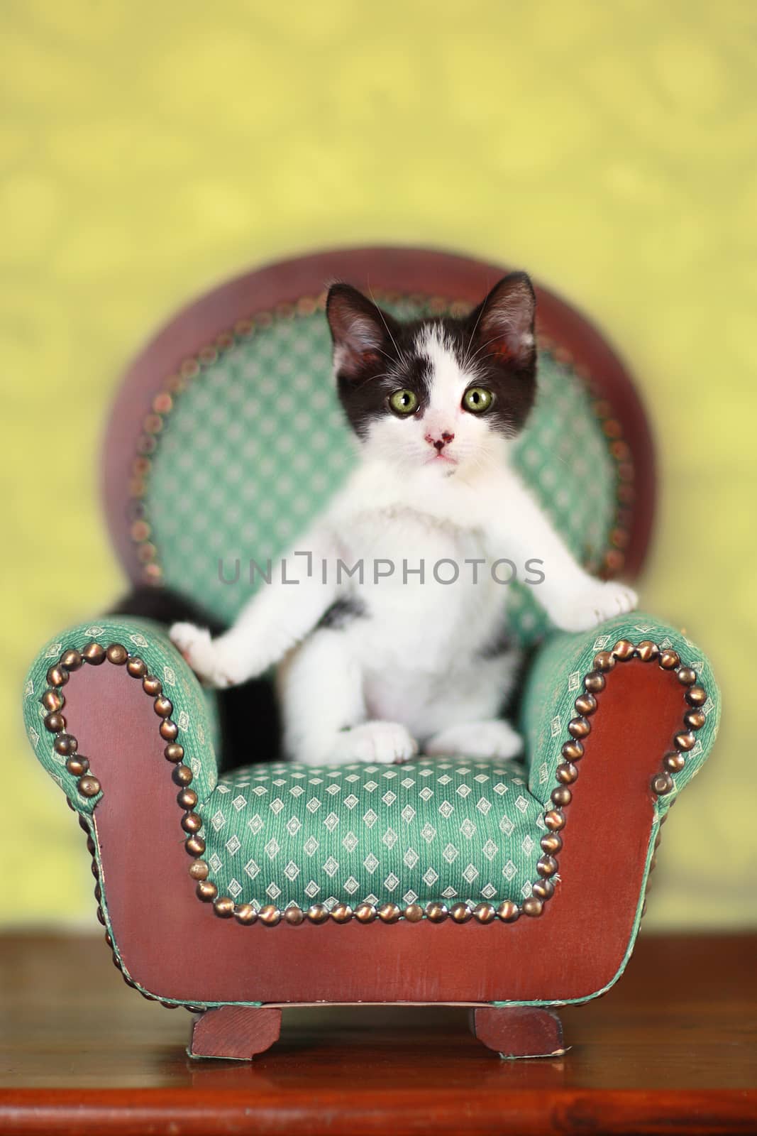 Kitten Sitting on a Chair by tobkatrina