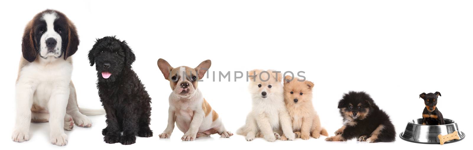 Different Breeds of Puppy Dogs on White by tobkatrina