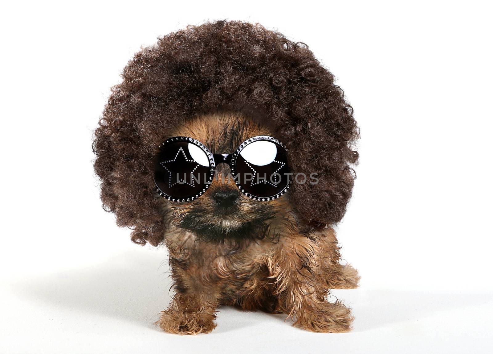 Baby Yorkshire Terrier Puppy Wearing an Afro and Sun Glasses