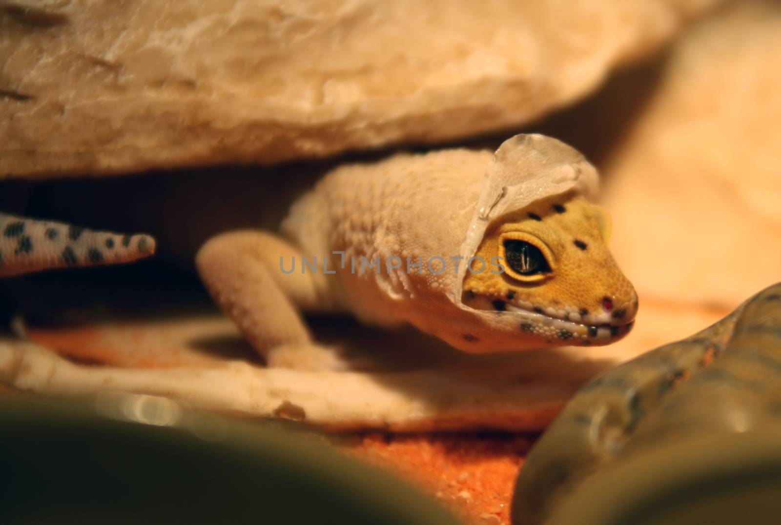 Leopard Gecko Shedding it's skin