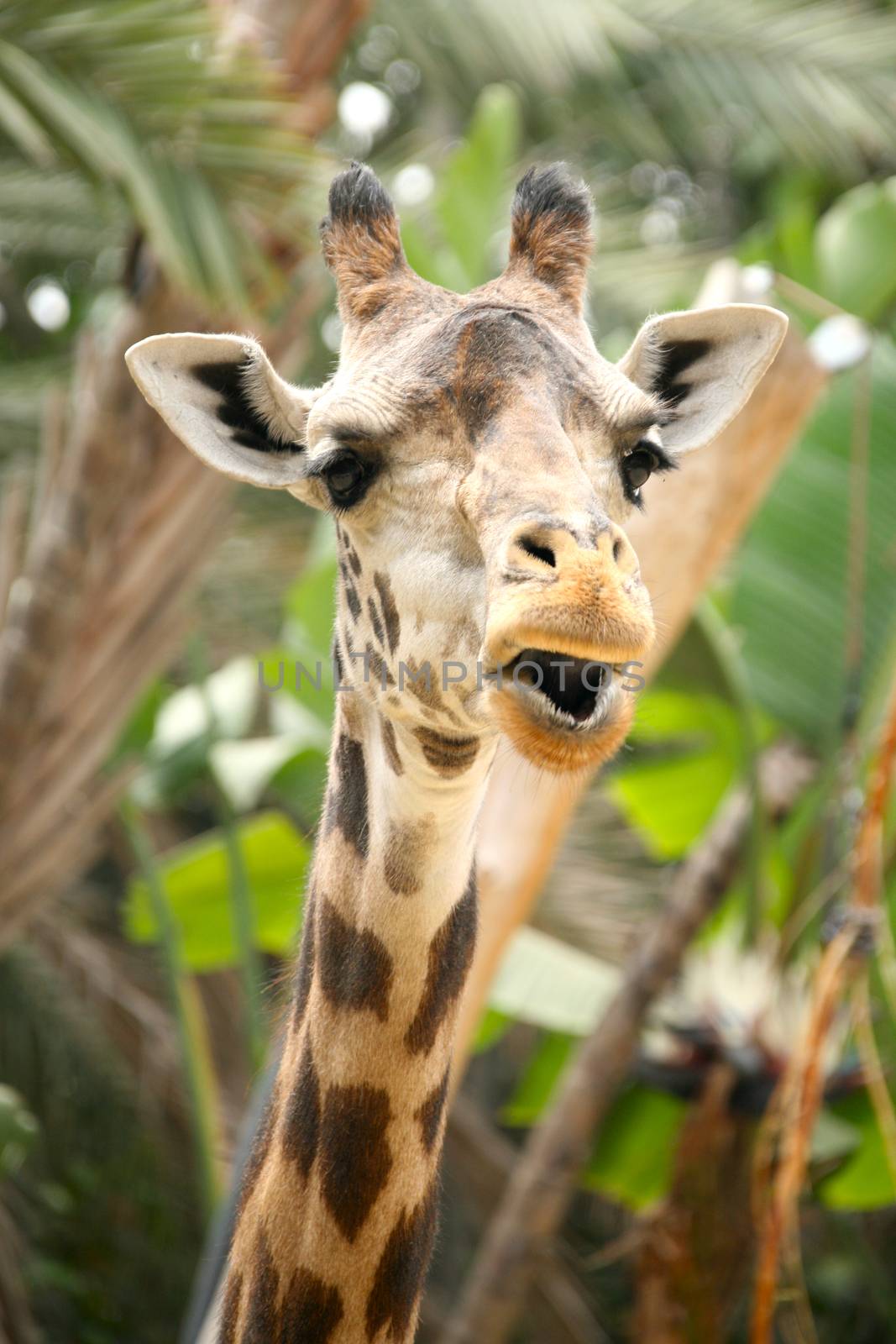 Speaking Giraffe by tobkatrina