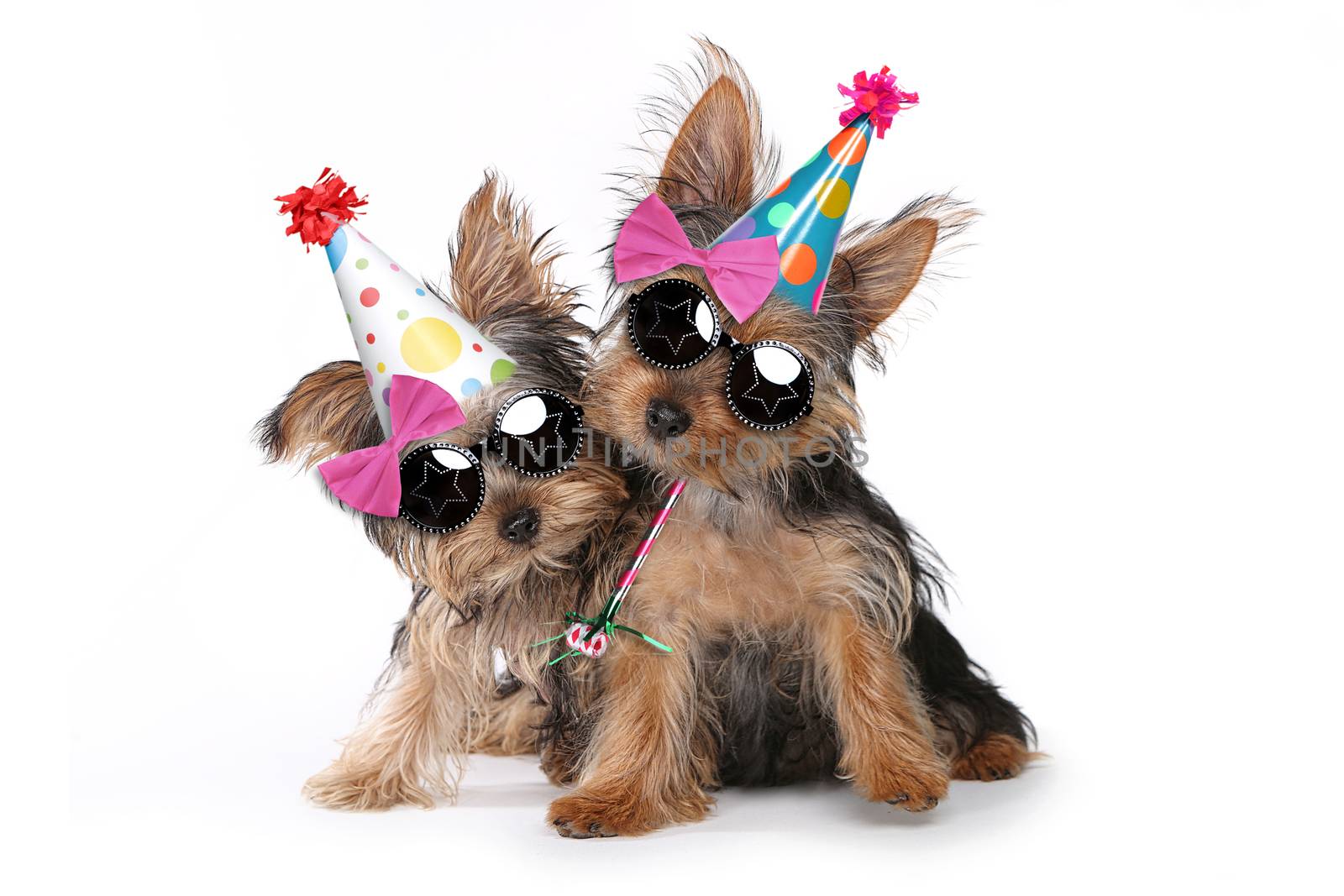 Happy Birthday Theme Yorkshire Terrier Puppies on White Singing