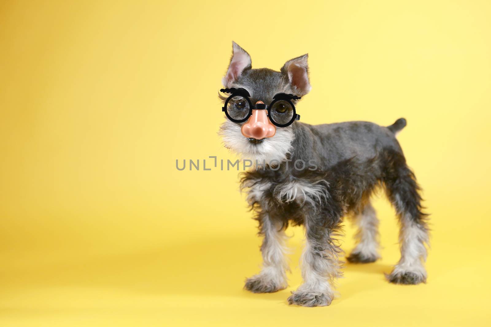 Cute Nerdy Little Minuature Schnauzer Puppy Dog