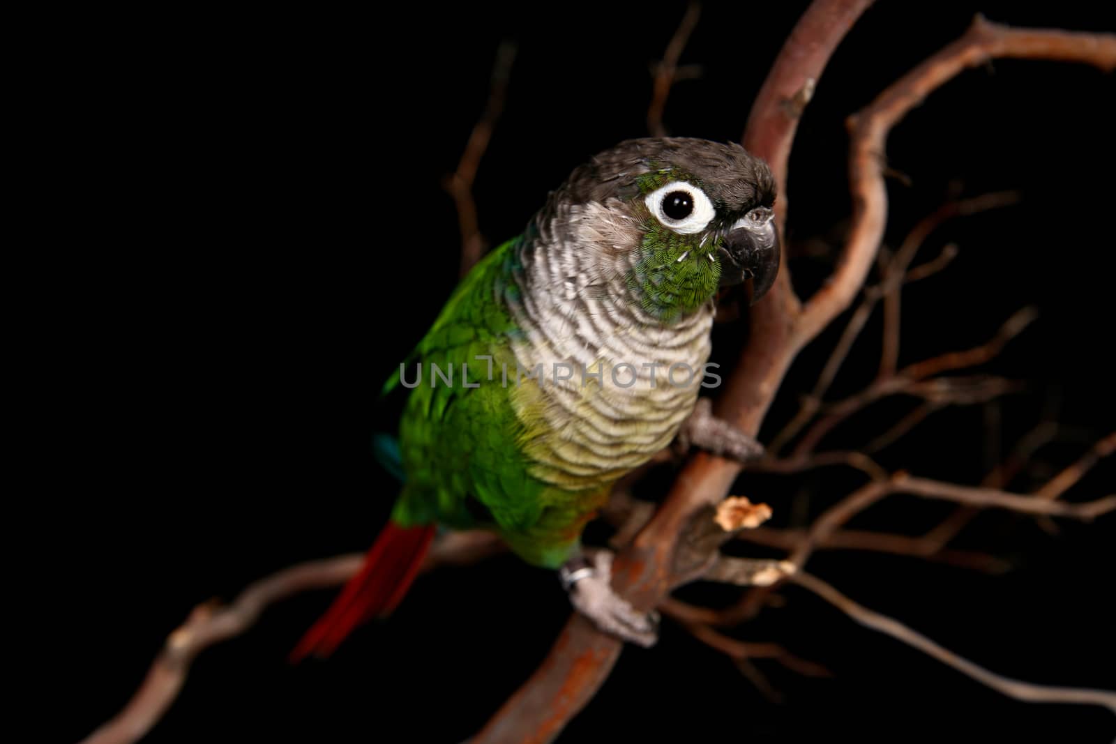 Green Cheek Conure in High Depth of Field on a Branch