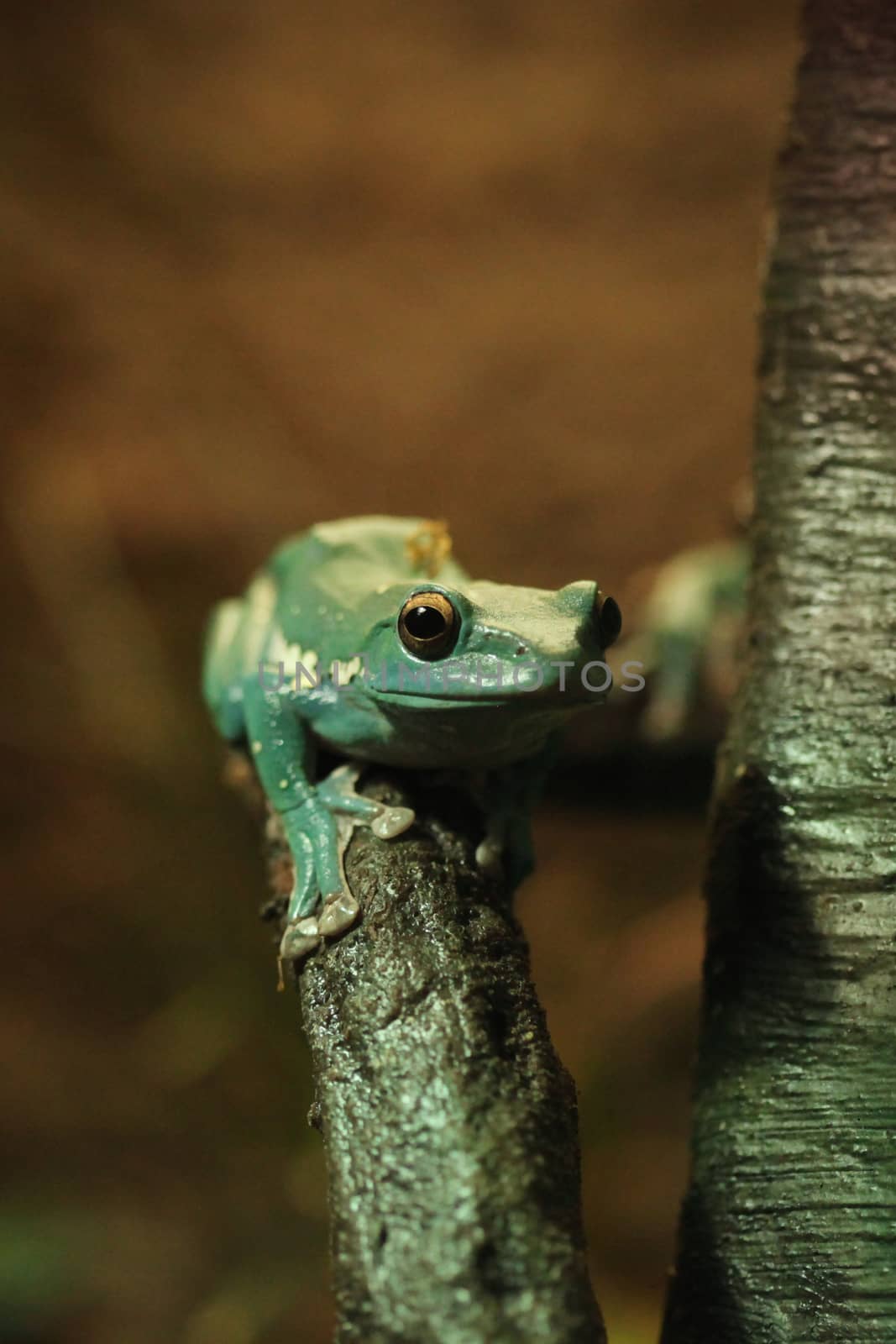 A Green Chinese Gliding Frog Climbing a Tree Branch