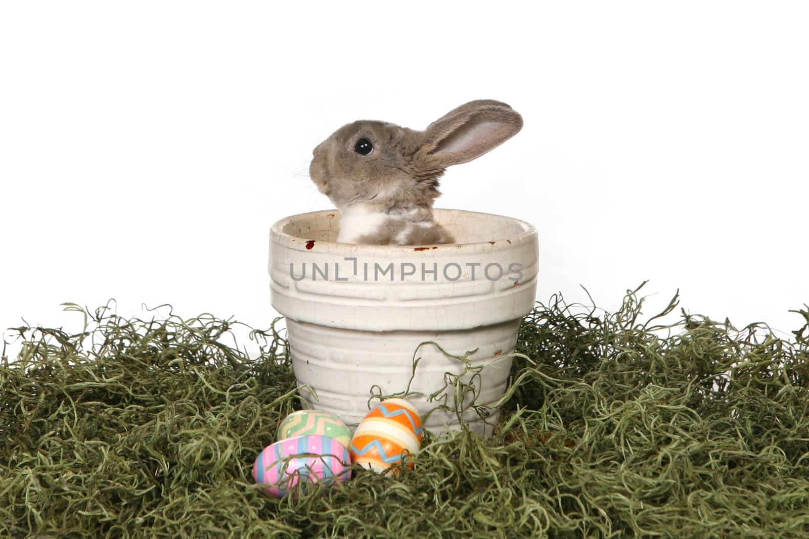 Adorable Bunny in Panter on White Background by tobkatrina