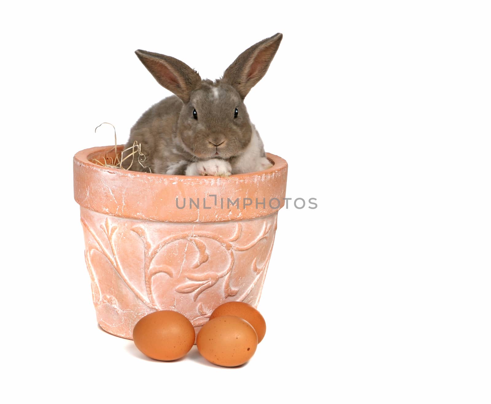 Adorable Pet Grey Rabbit With Eggs in a Pot by tobkatrina