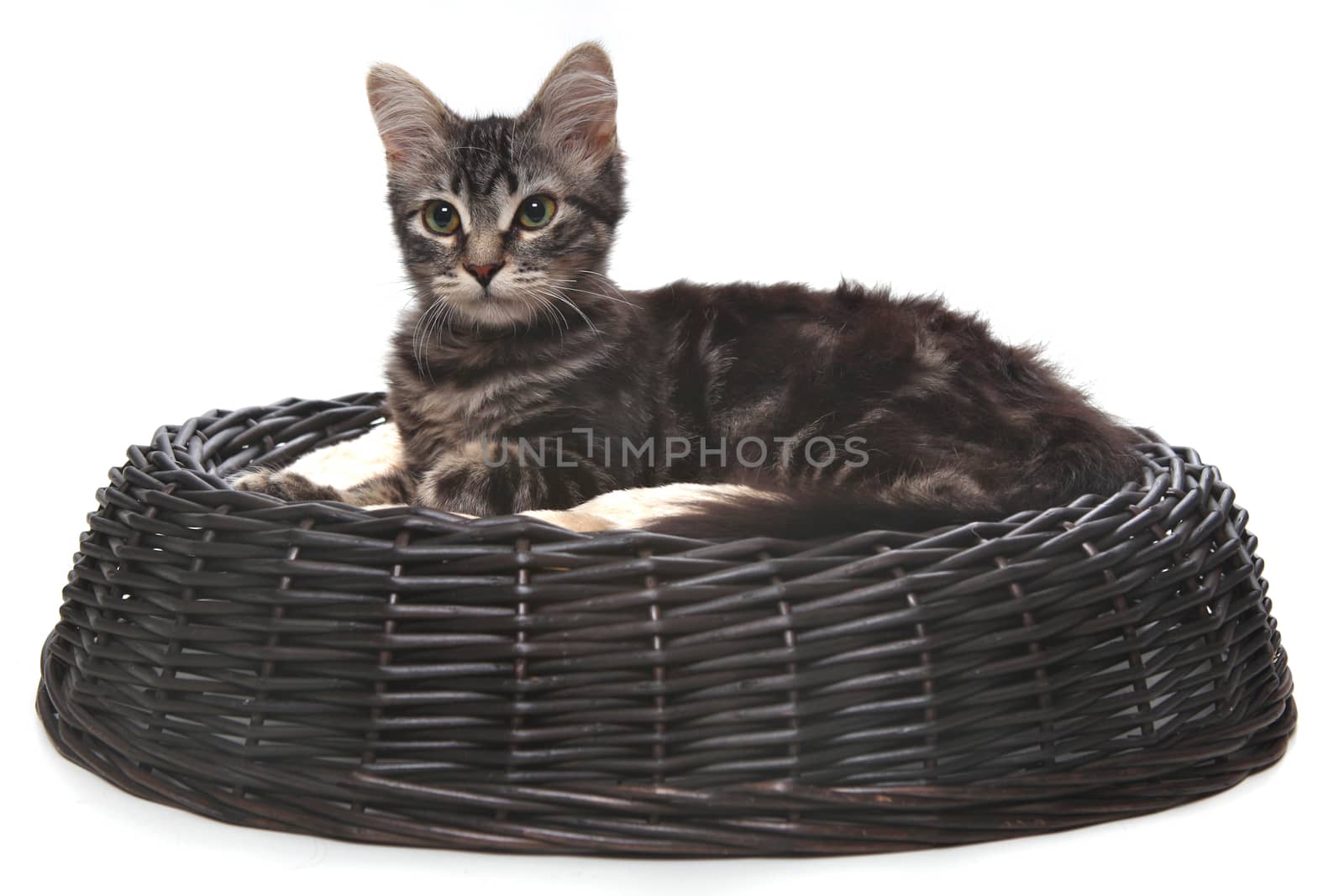 Little kitten in a cat bed  by tobkatrina