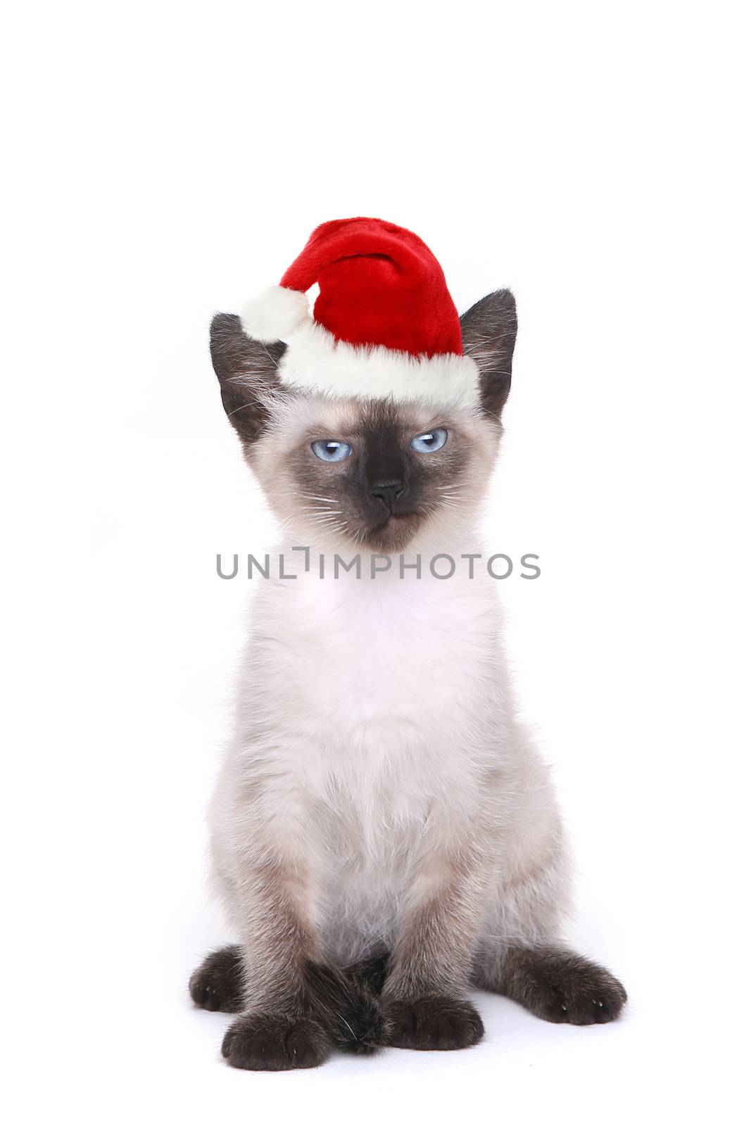 Siamese Kitten on White Looking Mad With Santa Hat