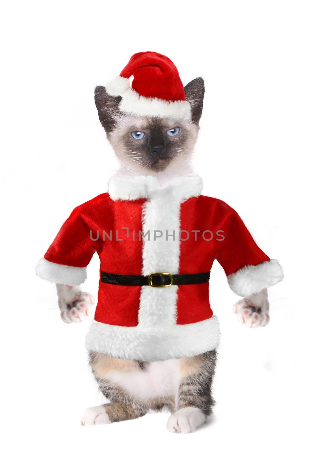 Siamese Cat Wearing a Santa Claus Suit by tobkatrina