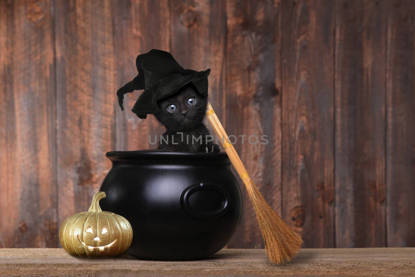 Cute Kitten Dressed as a Halloween Witch With Hat and Broom in Cauldron