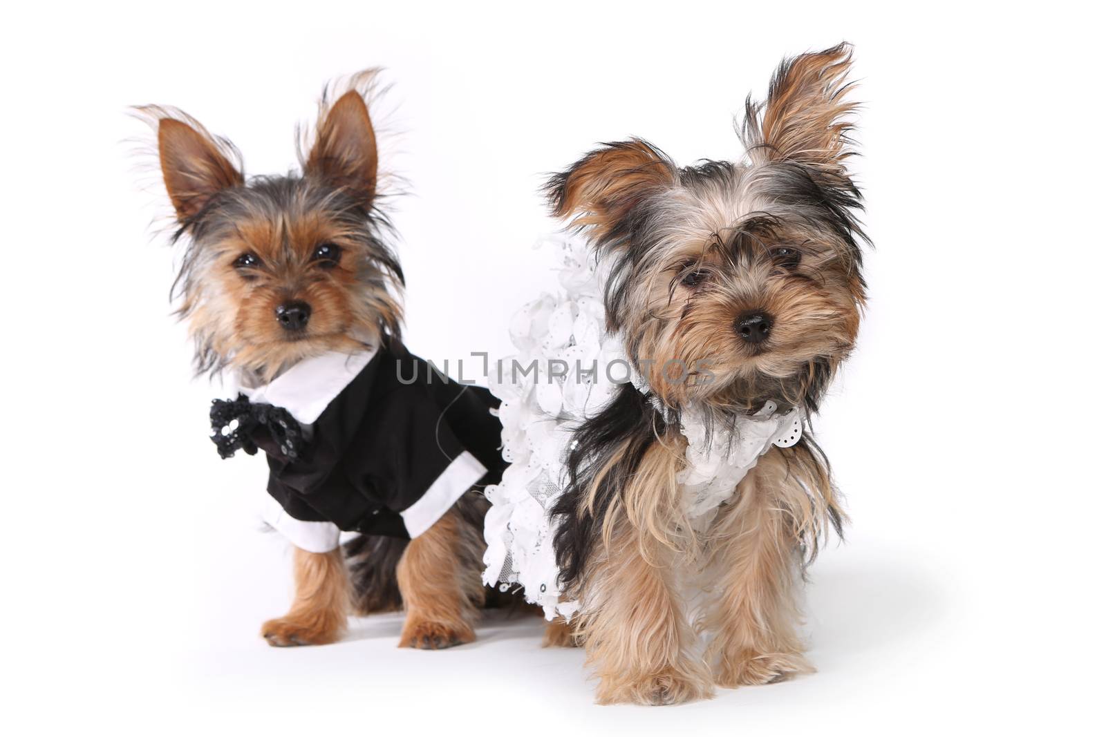 Bride and Groom Yorkshire Terrier Puppies on White by tobkatrina