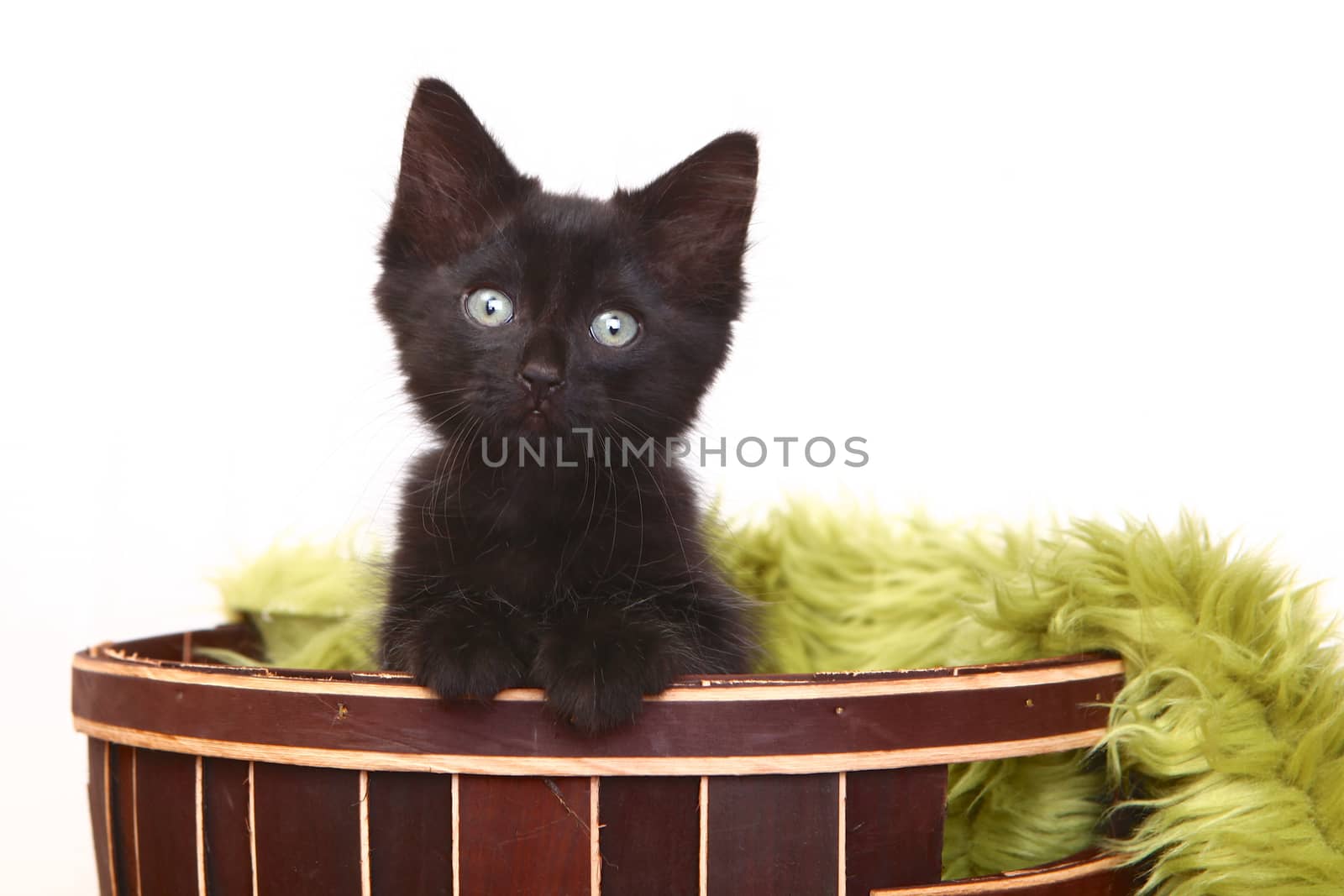 Curious Cute Kitten Inside a Basket on White by tobkatrina