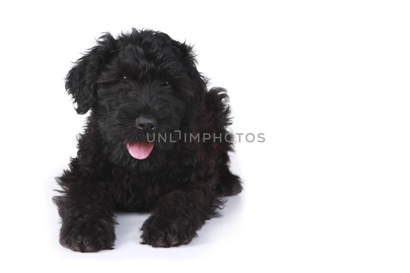 Black Russian Terrier Puppy on a White Background  by tobkatrina