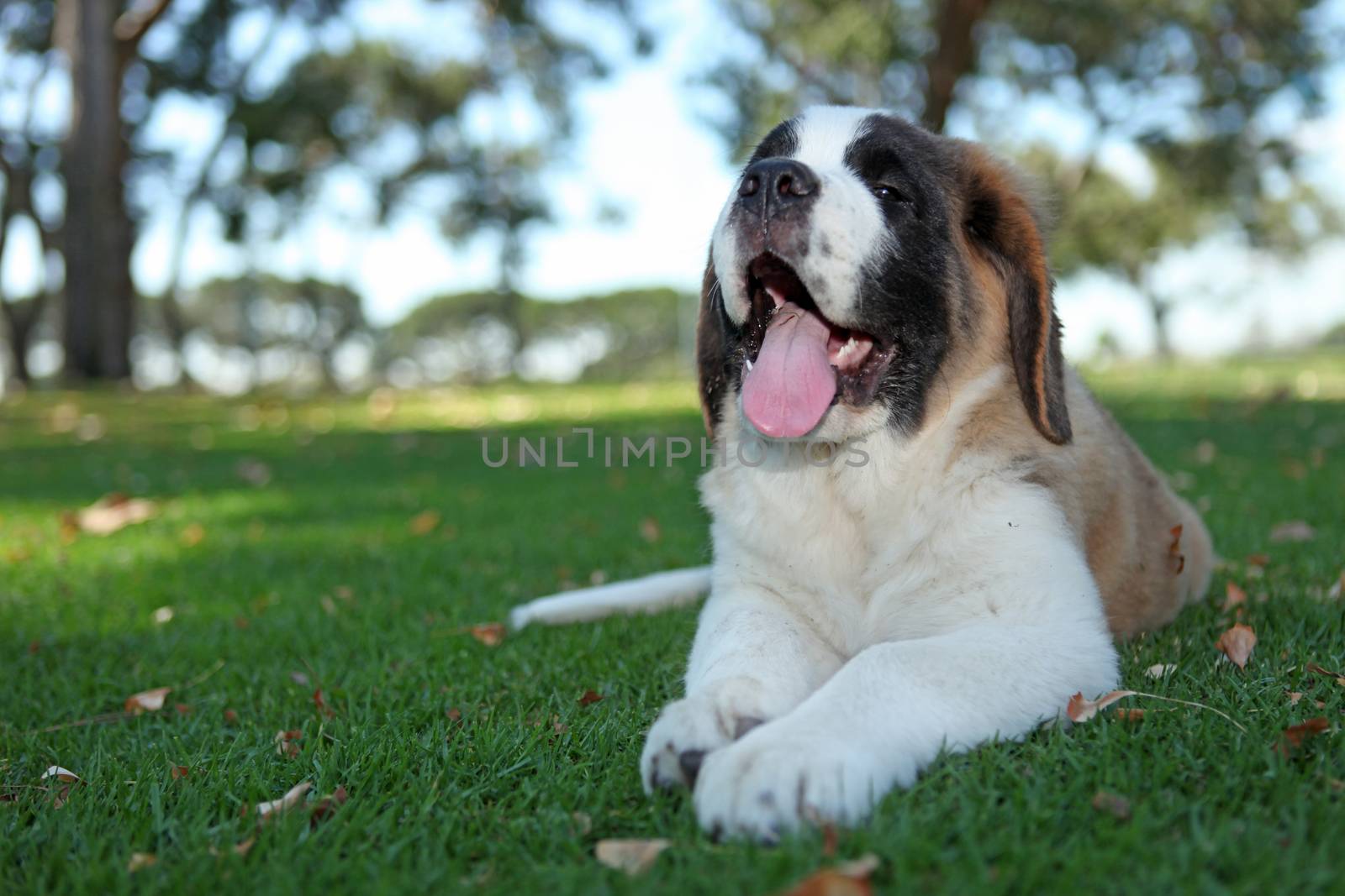 Saint Bernard Puppy Dog Outdoors in the Grass