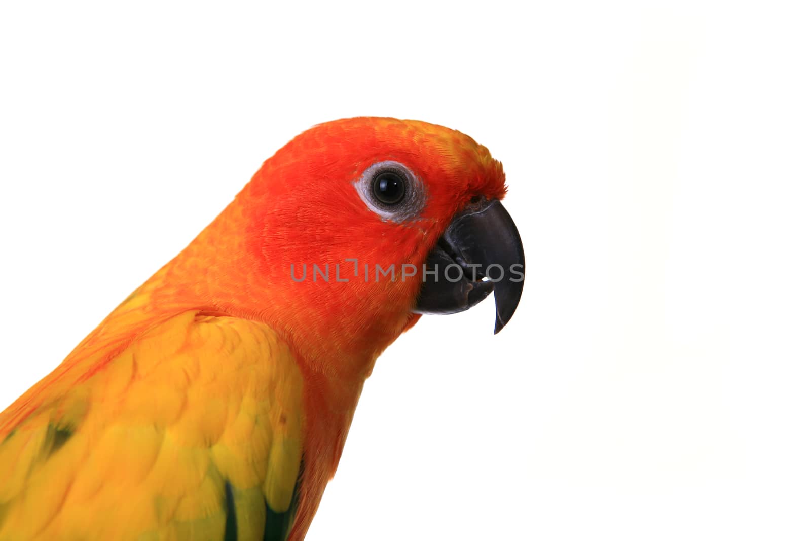 Head Shot of A Sun Conure Bird on a Branch by tobkatrina