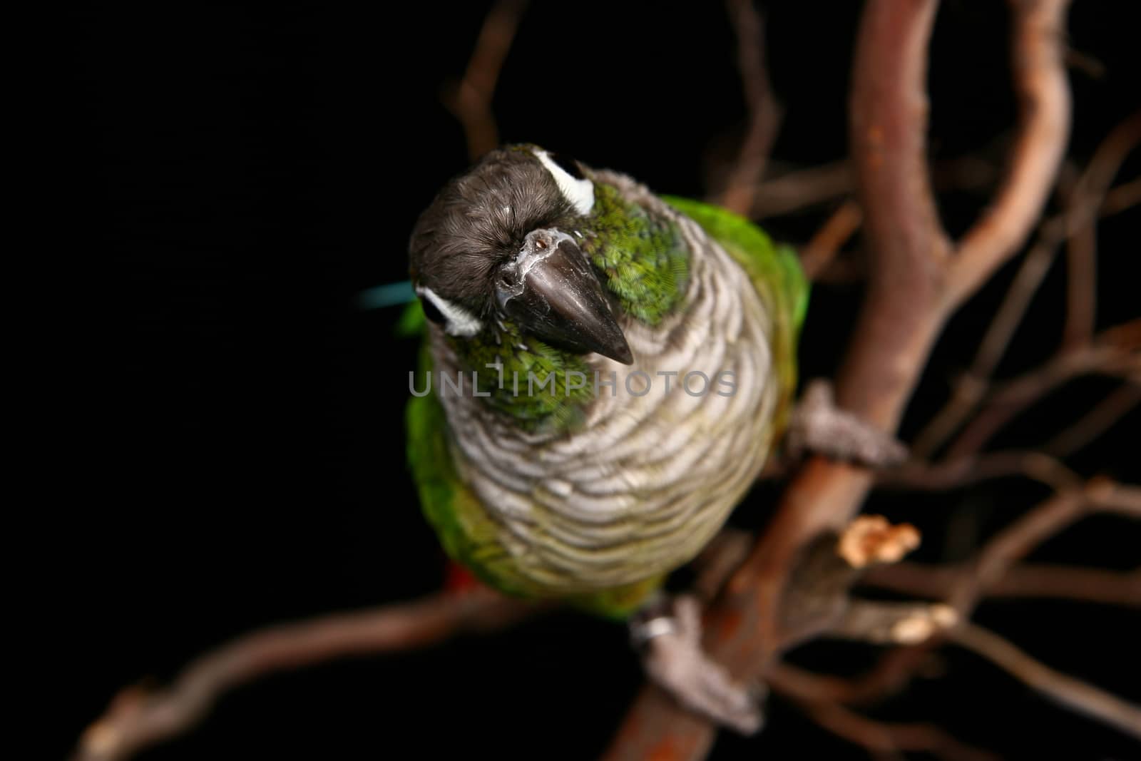 High Depth of Field Image of a Conure by tobkatrina