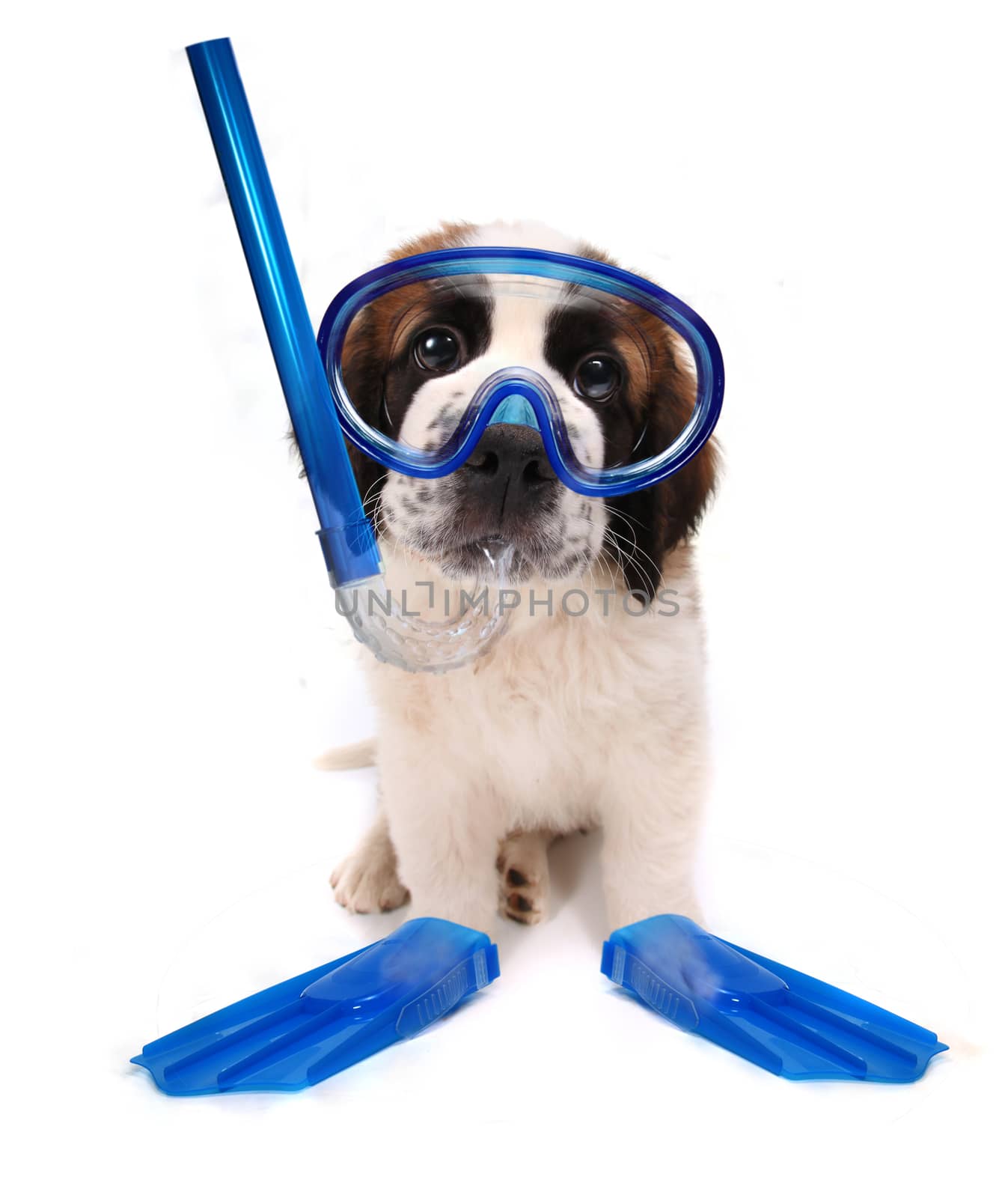 Funny Image of a Puppy Wearing Snorkeling Gear on White Background