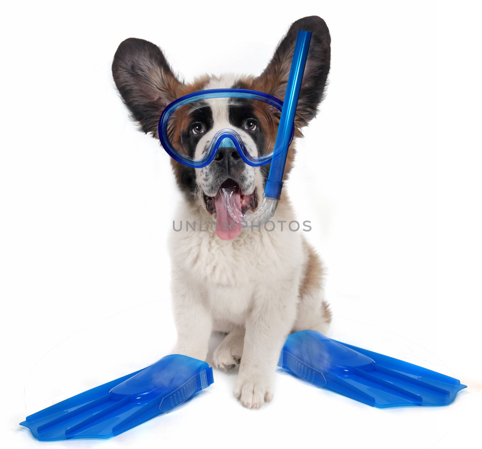 Saint Bernard puppy dog wearing snorkeling gear by tobkatrina