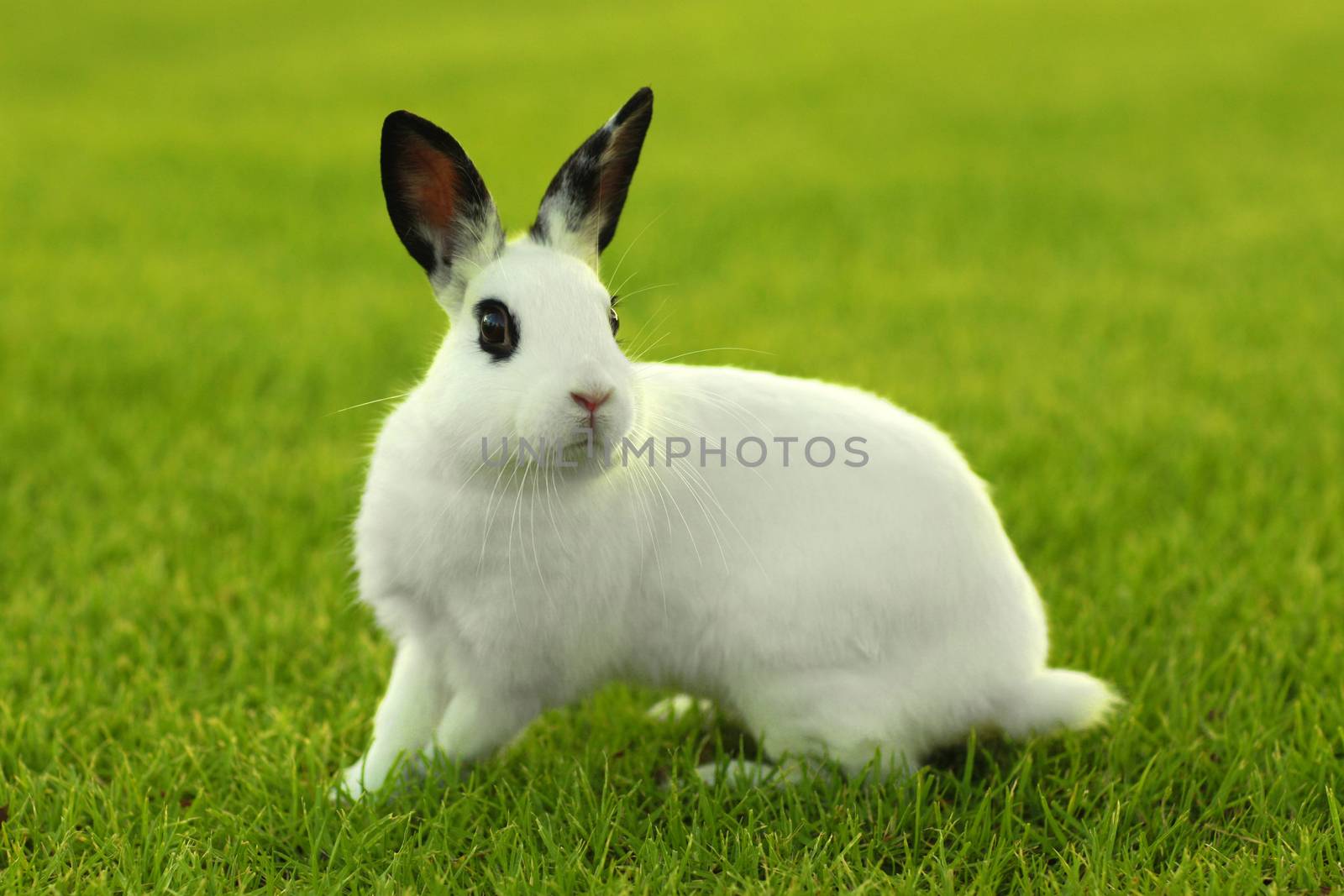 White Bunny Rabbit Outdoors in Grass by tobkatrina