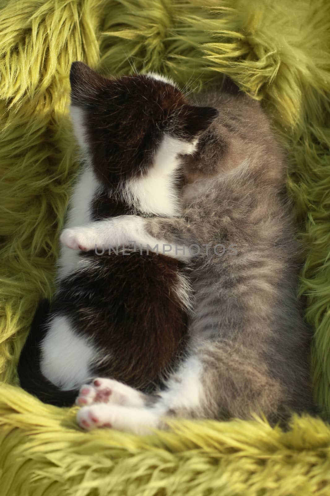 Kittens Outdoors in Natural Light by tobkatrina