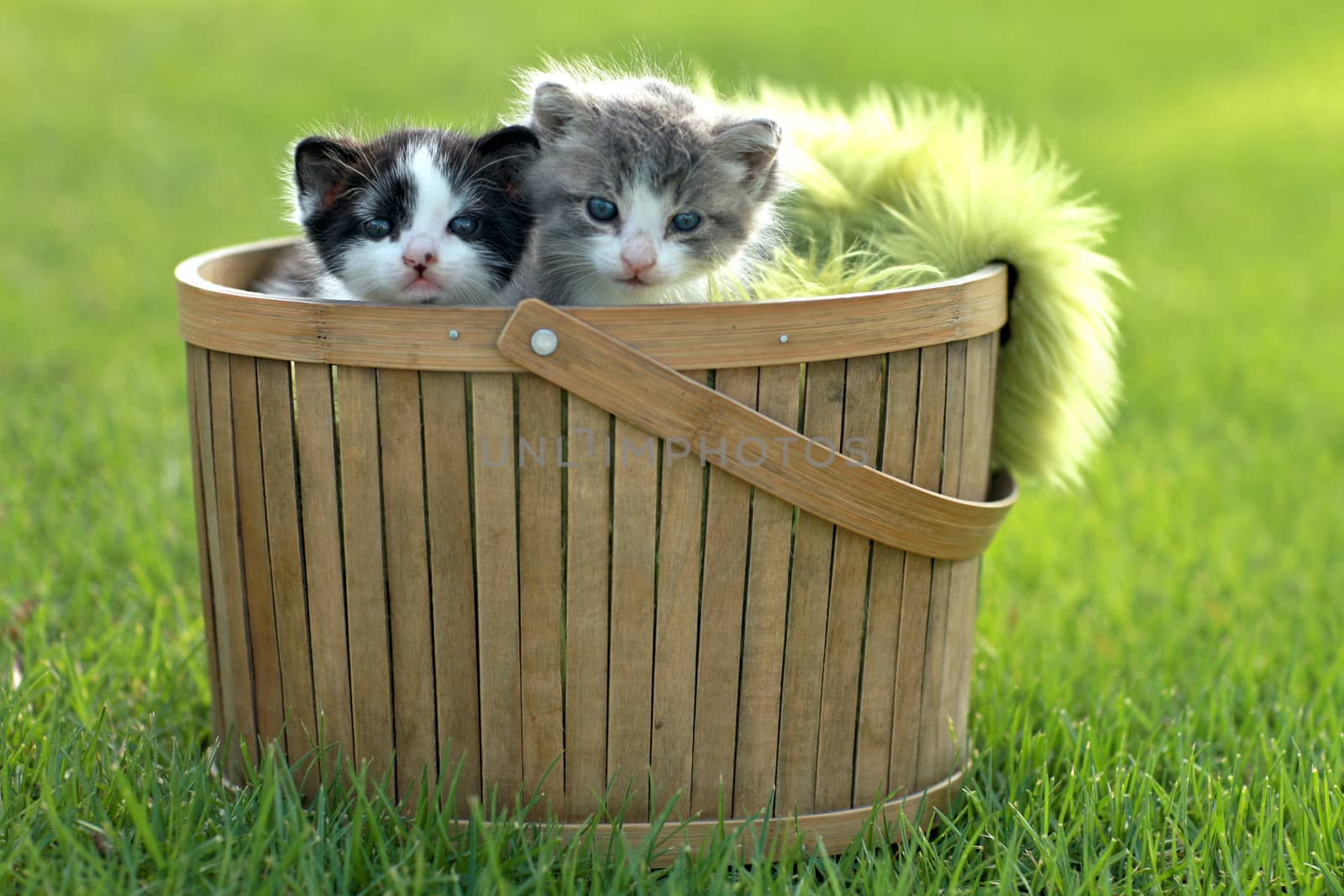 Cute Little Kittens Outdoors in Natural Light