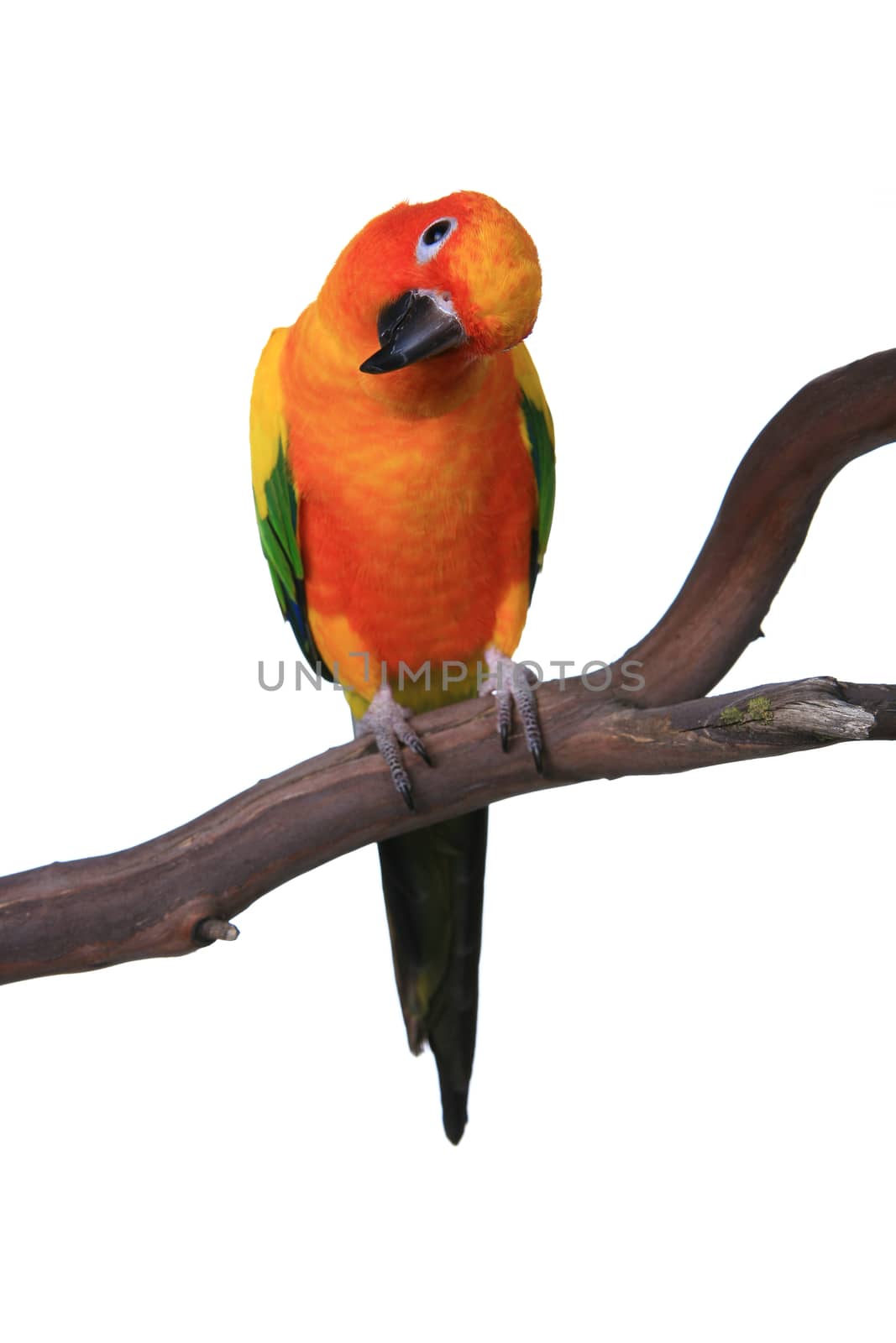 Inquisitive Brightly Colored Sun Conure  on a Branch by tobkatrina