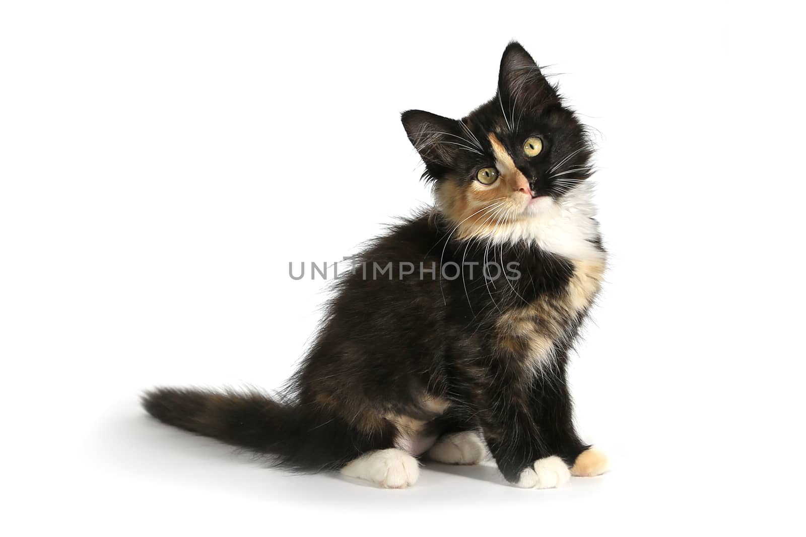 Small Long Haired Domestic Kitten With a Split Face