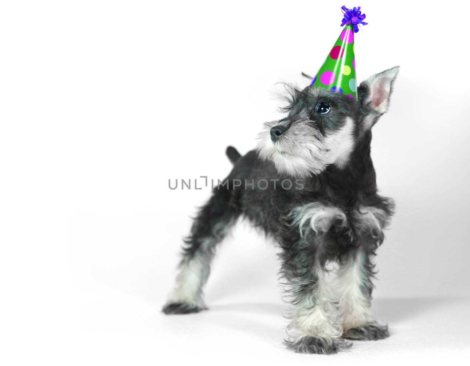 Birthday Hat Wearing Miniature Schnauzer Puppy Dog on White by tobkatrina