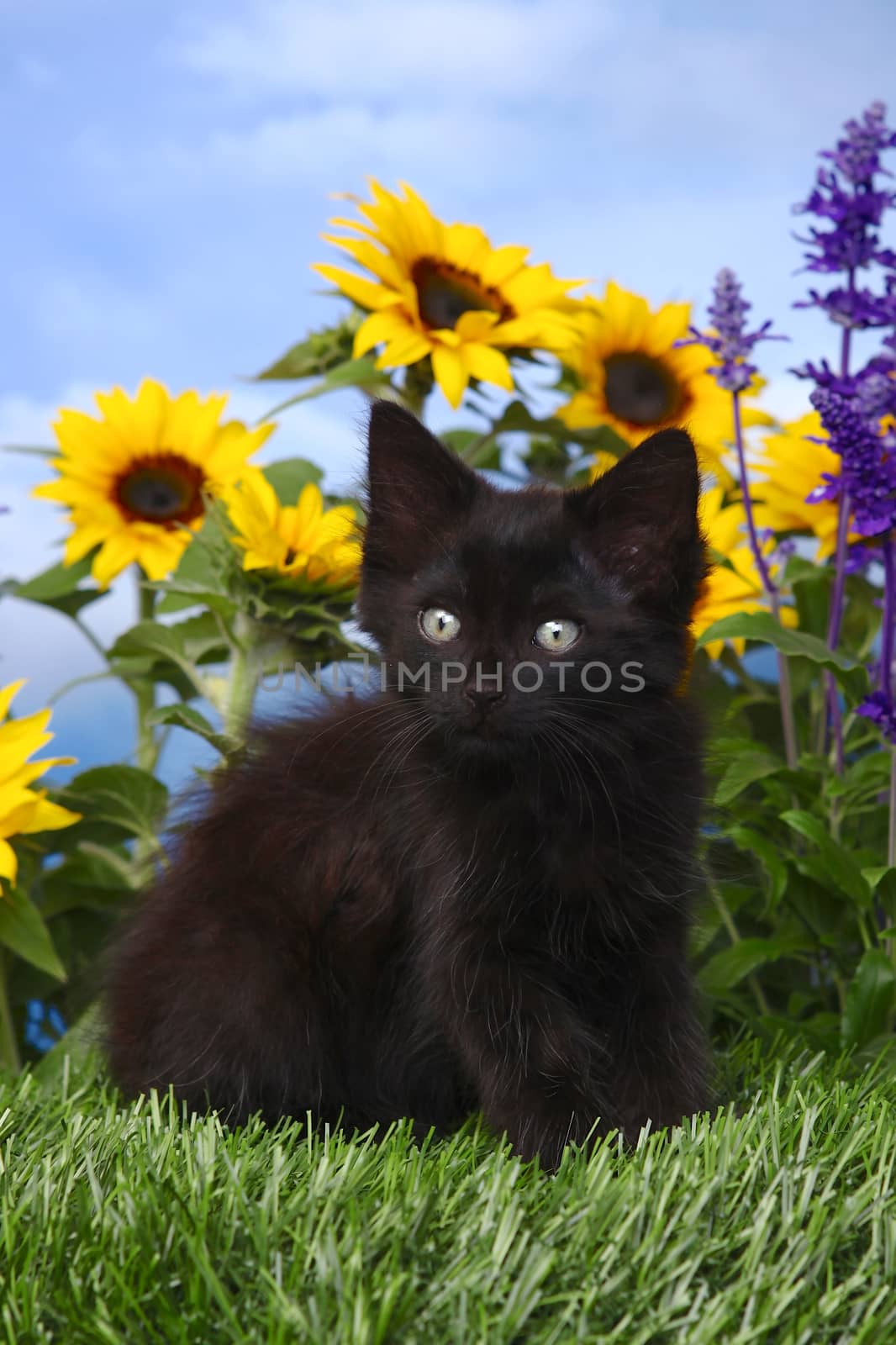 Cute Black Kitten in the Garden With Sunflowers and Salvia by tobkatrina