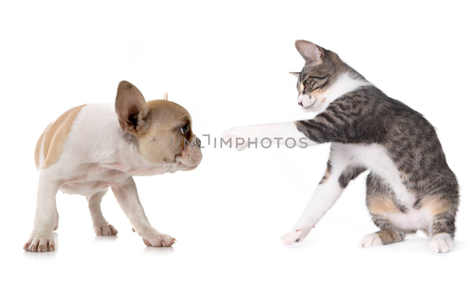 Playful Puppy Dog and Kitten on White Background 
