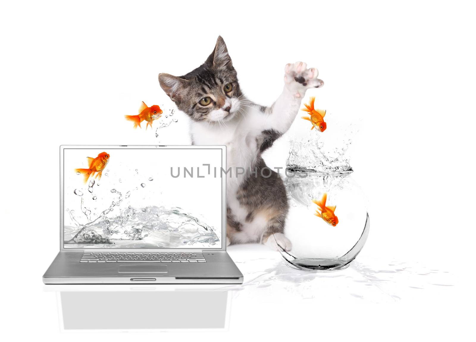 Playful Kitten Pawing at Gold Fish Jumping out of Water